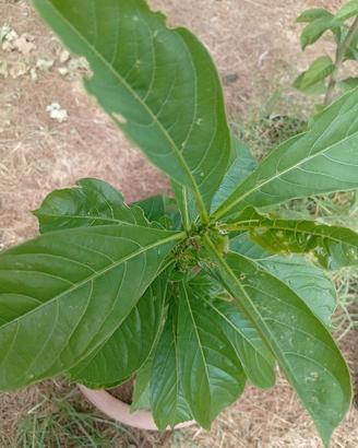 albero baobab 
