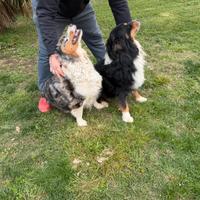 Pastore Australiano ceduti in coppia