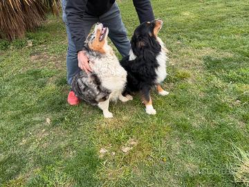 Pastore Australiano ceduti in coppia