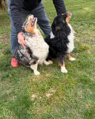 Pastore Australiano ceduti in coppia