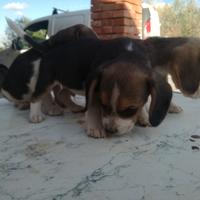 Cane beagle