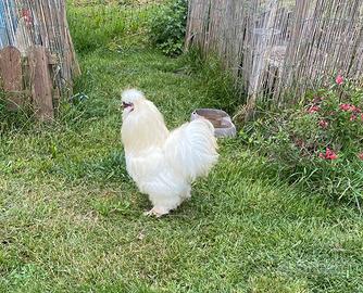 Gallo moroseta Silkie