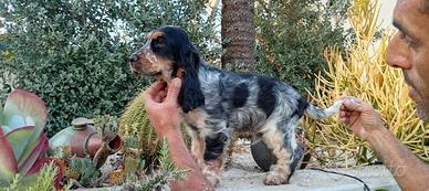 Cocker spaniel inglese con Pedigree
