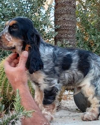 Cocker spaniel inglese con Pedigree