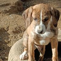 Cuccioli segugio maremmano