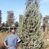 Piante di Ginepro