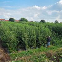 Castagni - Alberi da frutto