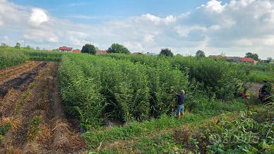 Castagni - Alberi da frutto