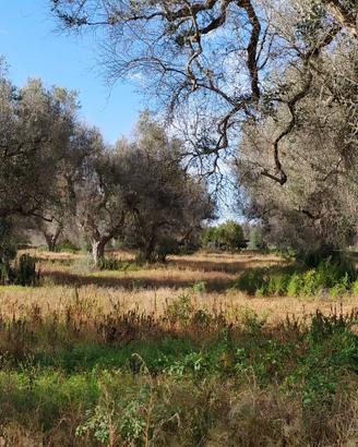 Terreno agricolo con alberi ulivo