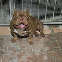 Bully exotic