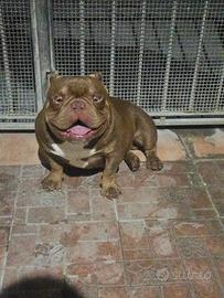 Bully exotic