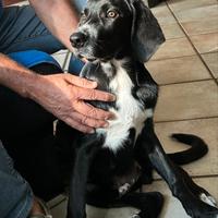 Cucciolo di 5 mesi