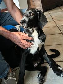 Cucciolo di 5 mesi