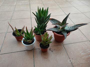 Piante grasse di aloe