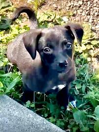 Perla