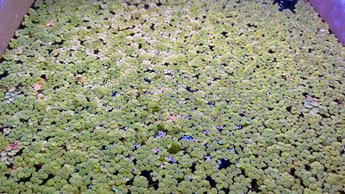 salvinia natans