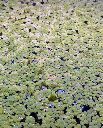 salvinia natans