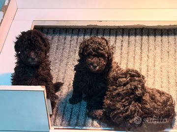 Barboncini Toy silver