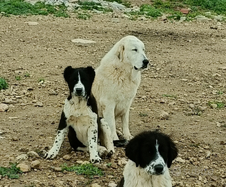 Asia Centrale - Caucaso