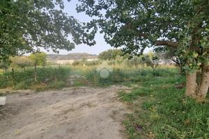 TER. AGRICOLO A SETTINGIANO