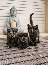 Cucciolata di gattini incrocio Scottish