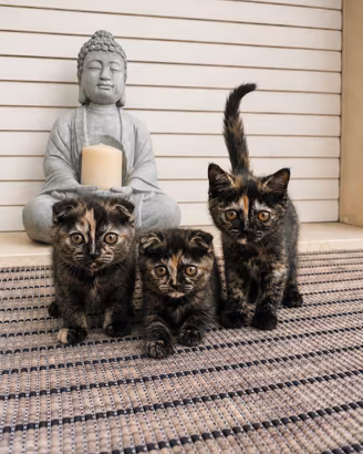 Cucciolata di gattini incrocio Scottish