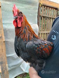 Marans galline, gallo