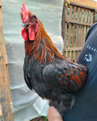 Marans galline, gallo
