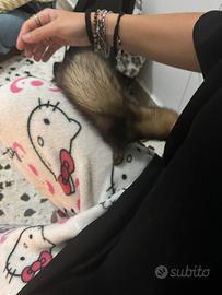 Ferret ultimo cucciolo