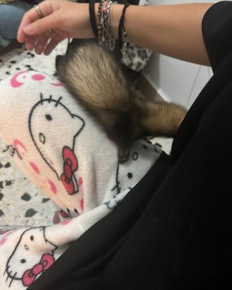 Ferret ultimo cucciolo