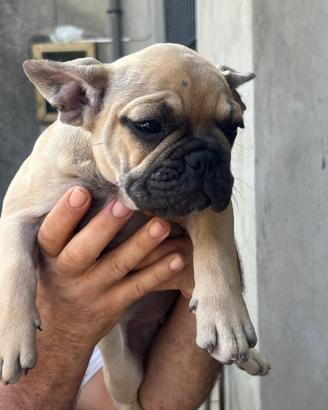 Bulldog femmine