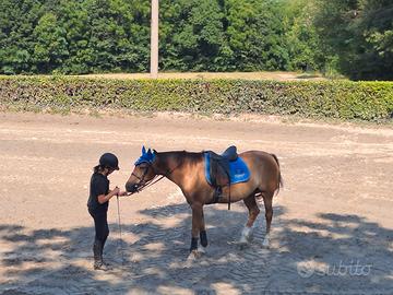 Cavallo