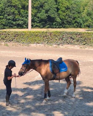 Cavallo