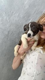 Amstaff