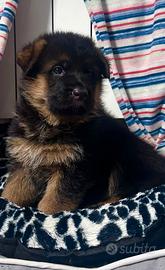 Cuccioli pastore tedesco