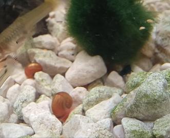 Lumache Planorbarius