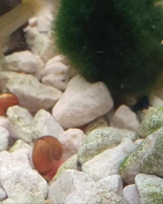Lumache Planorbarius