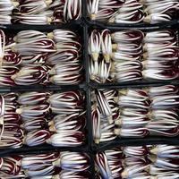 Radicchio tardivo di treviso