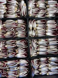 Radicchio tardivo di treviso
