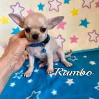Chihuahua maschio con pedigree enci
