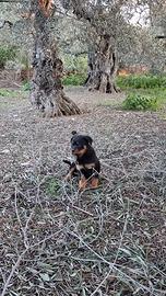 Cuccioli di rottweiler