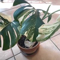 Monstera albo variegata