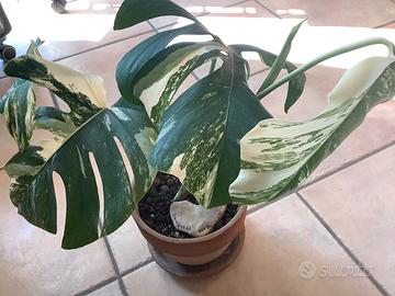 Monstera albo variegata
