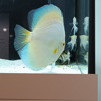Pesce Discus