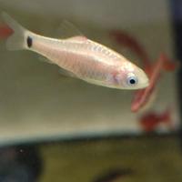 Puntius schuberti bianchi
