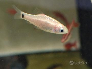 Puntius schuberti bianchi