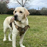 Labrador per monta figlio di campione del mondo