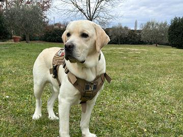 Labrador per monta figlio di campione del mondo