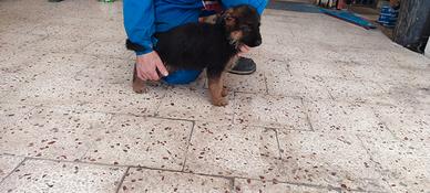 Cucciolo pastore tedesco