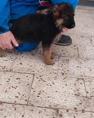 Cucciolo pastore tedesco